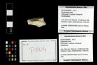 Foto (Objekt + Etikett) von Mundopsidae indet.  (NHMW-GEO-2014-0194-0804)